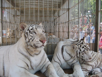 white tiger wallpaper. baby white tiger wallpaper.