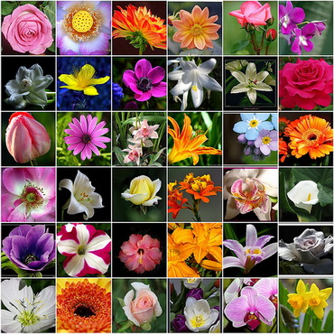 Flower Names