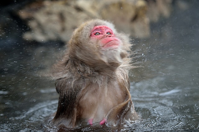 Japanese Macaque