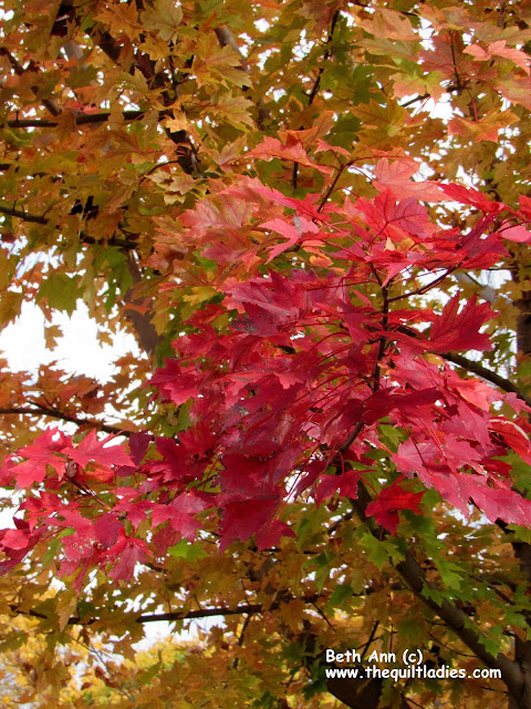 In the Park Fall Photo's by Beth Ann Strub