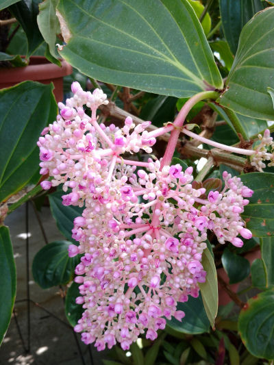 medinilla