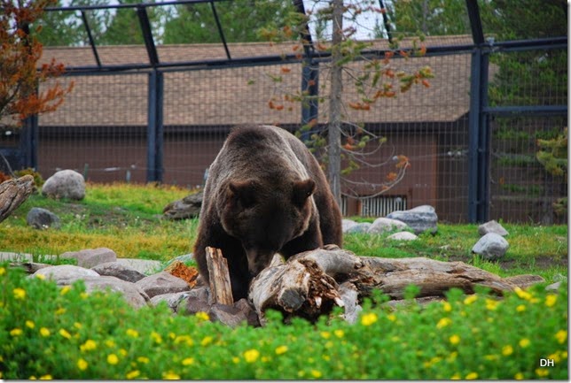08-06-14 Grizzly and Wolf Discovery Center (122)