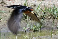 Pacific Swallow gathering nesting material