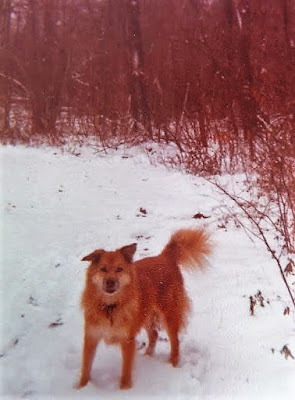 My first dog Ginny.  I was 7 when we adopted her and in my 20's when she passed away.  My Heart Dog, Ginny