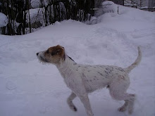 Mikin kasvattaja