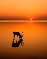 A silent but thirsty deer at sunset !