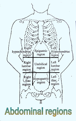 abdominal regions of human body