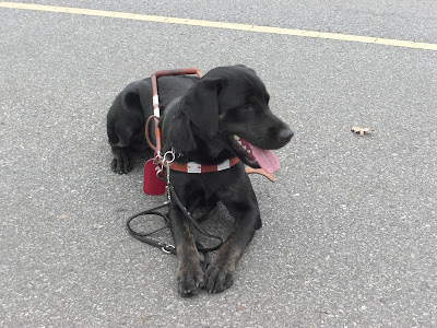 Picture of Rudy in harness in a down-stay on the road