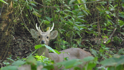 Endangered species of Chitwan National Park