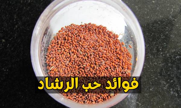 فوائد حب الرشاد