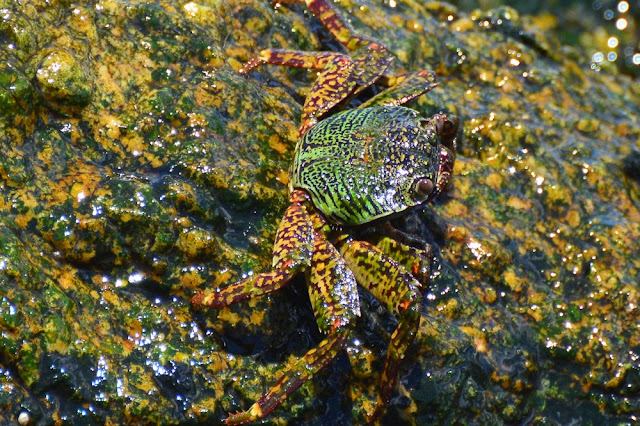 Grapsus albolineatus