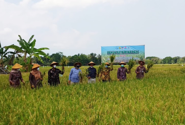 Bupati Bantul dan Anggota DPR RI Gandung Pardiman Panen Raya Mina Padi, Ini Pesannya