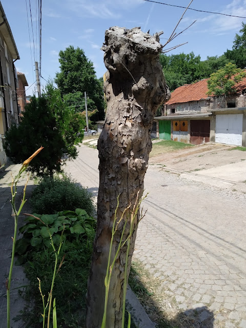 Statuelike, Dead Tree, Yambol,