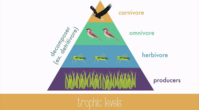 Niveles troficos y ecosistema