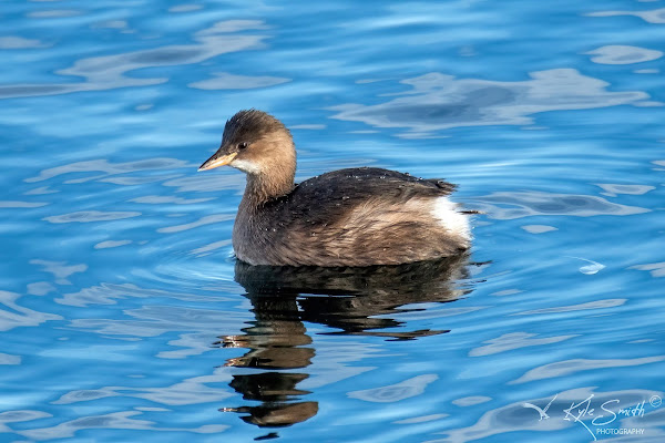 Little grebe