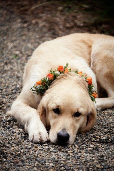 dogs in weddings