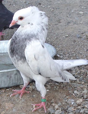 Mookee Pigeon