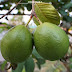 Complete Information About Guava