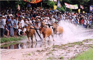 Lễ Đôlta và hội đua bò