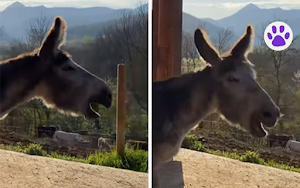Conmovedor vídeo de un burro llorando tras ser liberado