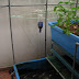 diy aquaponics perth | Thinking meat based analogue communication