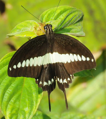 Banded Swallowtail (Papilio demolion)