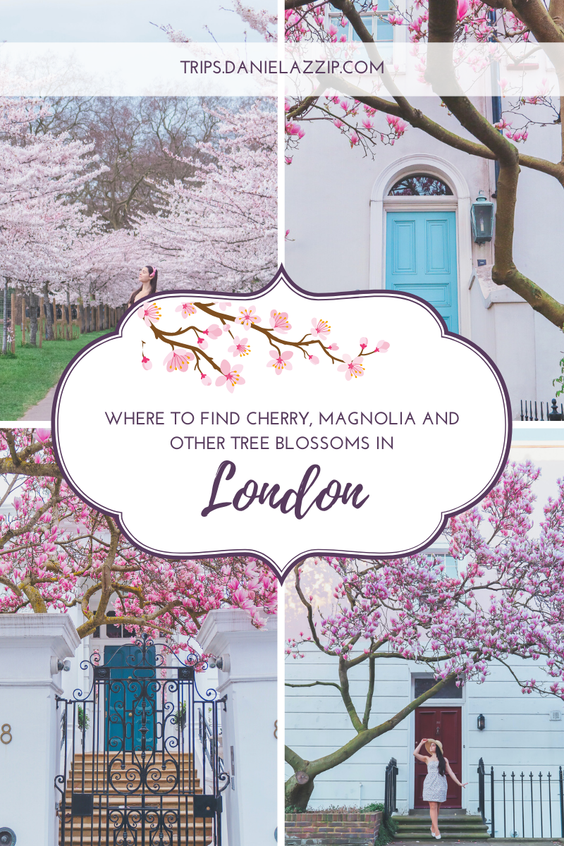 where to find cherry blossoms and magnolia in london