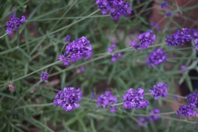 Photo of Lavender Flowers