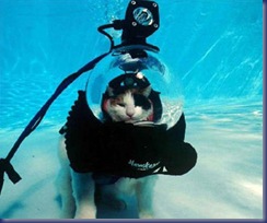 Extremefunnypicturesofwetcat23
