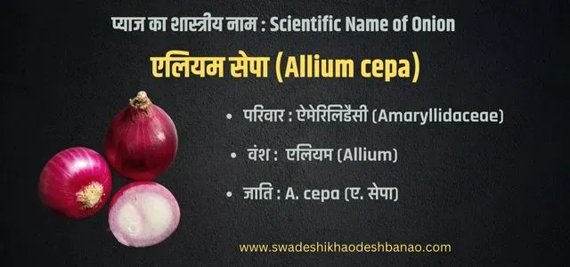 Onion Scientific Name and family in Hindi