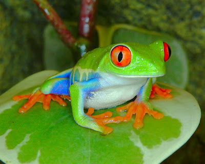 red eye tree frog