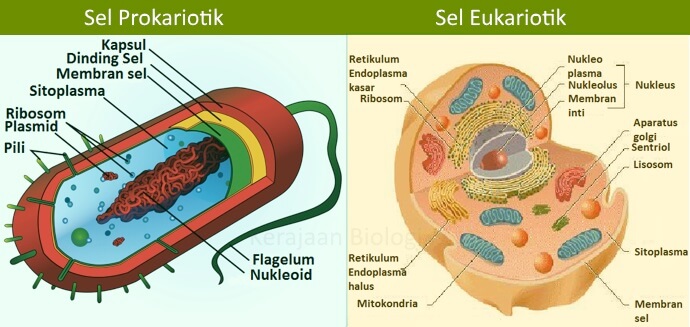 25+ Sel Hewan Prokariotik Atau Eukariotik