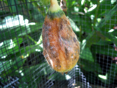 Annieinaustin, unpollinated melon