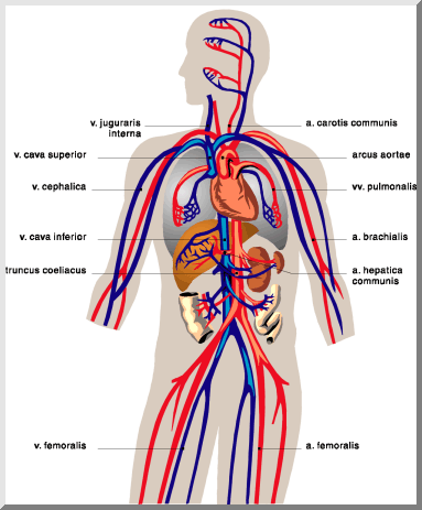 circulatory system of a frog. circulatory system diagram to