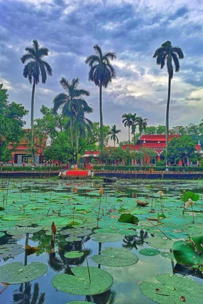 Reflections of Serenity: Water Lilies in Rajshahi College Pond