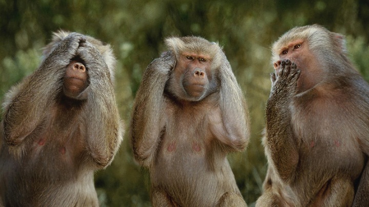 Apa Perbedaan Monyet dan Kera? Belajar Sampai Mati, belajarsampaimati.com, hoeda manis