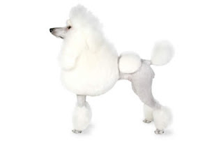 Poodle Dog Pics