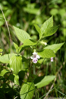 Mellite à feuilles de mélisse