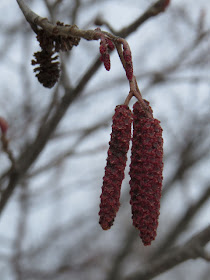 Speckled Alder