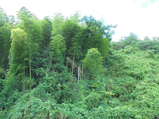 つぼかめ山の竹藪