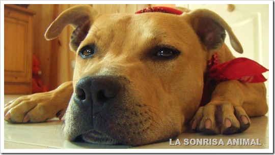 POLUX3 - LA SONRISA ANIMAL