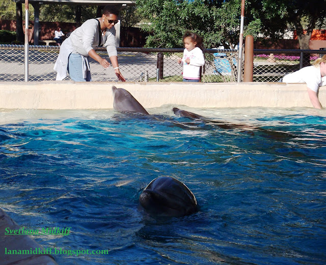 Every time we visited the park «Sea World», children can not be torn away from the Dolphins. Today I found these photos and decided to gather in one album. I think it would be interesting to see how all the dolphins play with the children.  Каждый раз, когда мы посещали парк «Sea World», детей не возможно было оторвать от дельфинов. Сегодня я нашла эти фото и решила собрать в один альбом. Думаю, что будет всем интересно посмотреть как дельфины играют с детьми.