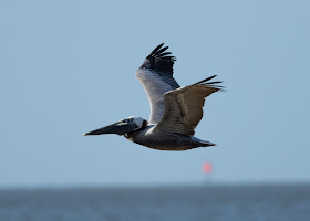 Brown Pelican - Bunche Beach, Florida