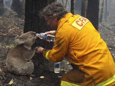 Australia: Sam the Injured Australian Koala bear