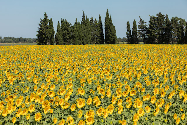 foto de um campo de girassóis completamente florido próximo a Arles