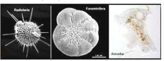 Rhizopoda