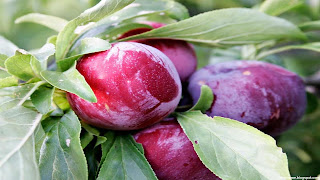 plum fruit images wallpaper