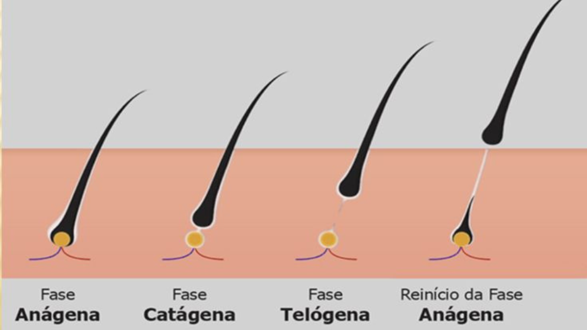 fases folículo capilar