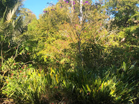 Visite du jardin botanique de San Francisco