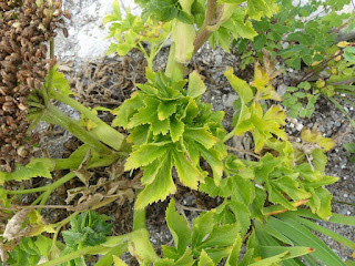 Livêche d'Écosse - Ligusticum scoticum